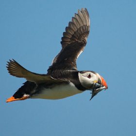  Puffin With Sand Eels
